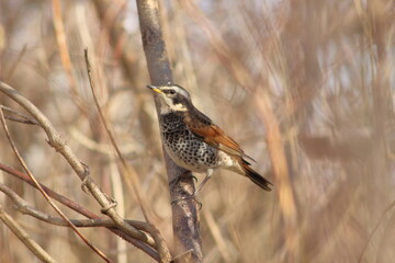 ツグミ、日本の冬を代表する鳥