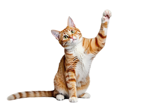 Playful Orange Tabby Cat Raising Its Paw in a Cheerful Gesture Isolated on a white background