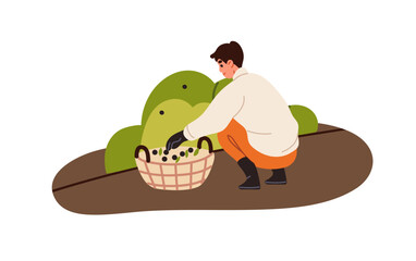 Agriculture worker gathers ripe berries from bush on farm. Farmer works, picks up crop in basket. Person farming, collects harvest from shrub. Flat isolated vector illustration on white background