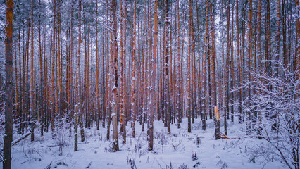 Fototapeta premium winter forest landscape in the wild