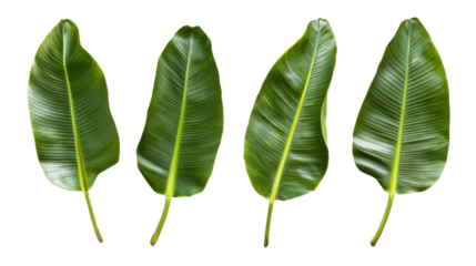 green banana leaves isolated on white background