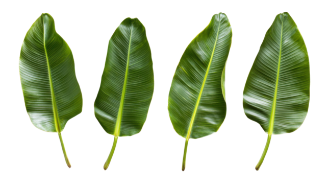 green banana leaves isolated on white background