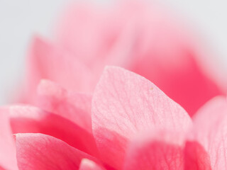 ピンク色のアネモネの花のアップ22