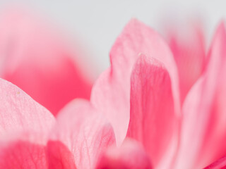 ピンク色のアネモネの花のアップ17