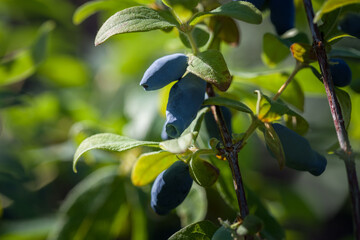 Honeysuckle branch with blue ripe berries. Selective focus