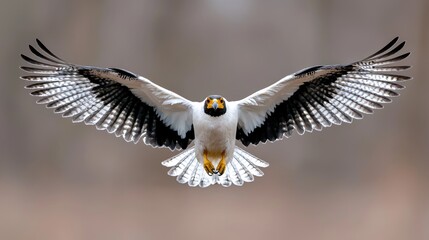 Fototapeta premium Bird in Flight Against Blurry Forest Background
