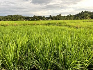 Landscape In the rice field with young rice with sky