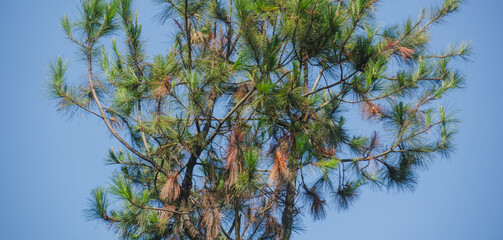 pine branches against blue sky