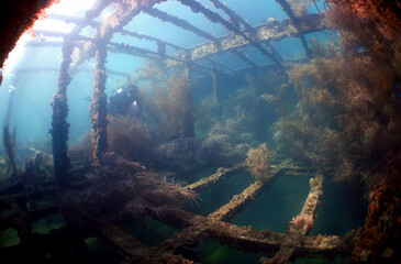 a diver exploring a sunken ship off the coast of Venezuela