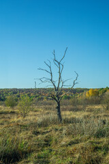 night starscape in the countryside