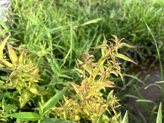 Green grass in rice fields