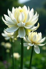 Fototapeta premium Gigantic Allium flowers with white bud shells unfolding, allium, white