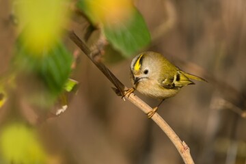 Portrait of a cute goldcrest in the nature habitat. Regulus regulus.