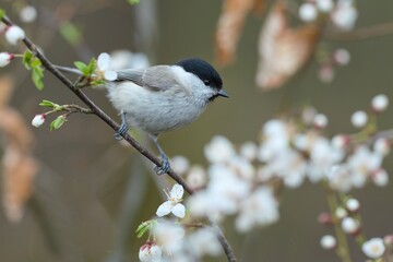 A cute marsh tit sits on a flowering twig. Wildlife scene with a titmouse.   Poecile palustris