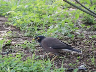 common myna or Indian myna (Acridotheres tristis