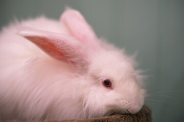 Angora rabbit pet animal close up