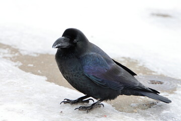 raven