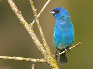 Fototapeta premium Vibrant blue bird on a branch