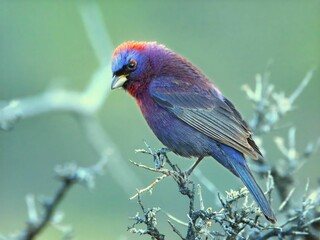Colorful bird perched on a branch.