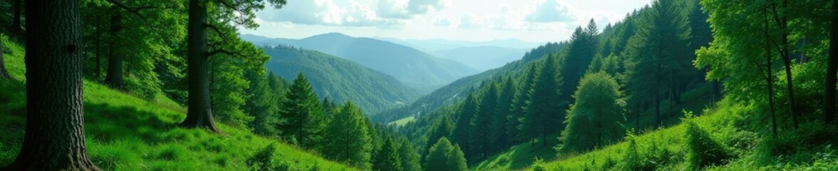 Fototapeta premium Dense forest with tall trees and hills in the background, landscape, trees, green