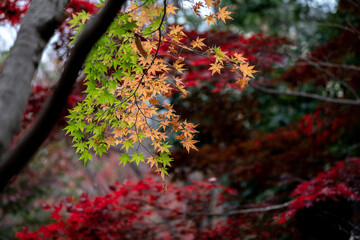 赤い紅葉の前の緑と茶色の葉