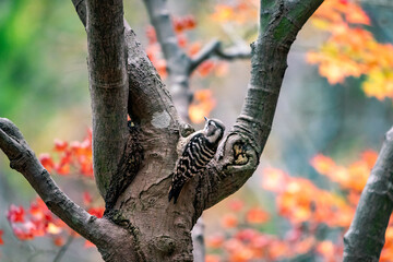 紅葉の樹の幹にいる虫をさがして木をつつくキツツキ