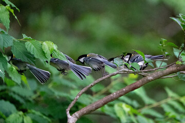 枝から飛び立つシジュウカラの連写合成