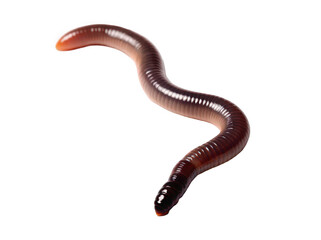 Realistic Close-Up of a Brown Earthworm Isolated on a White Background