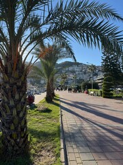 Palm Tree Promenade in Alanya, Turkey