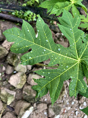 Papaya leaves are green
