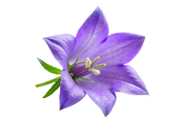 Campanula flower image isolated on transparent