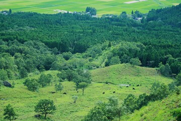 Japanese Nature and Cattle , 日本の自然と牛たち