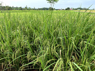Fototapeta premium Landscape view of nature in the morning Rice with the sky