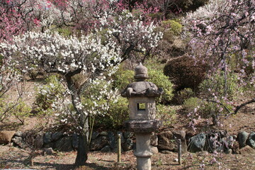 池上梅園。白梅と石灯籠。