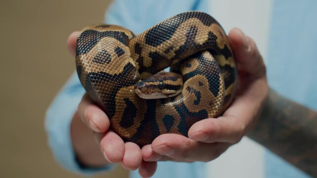 Close up shot of hands of unrecognizable person holding curled small python isolated on brown background