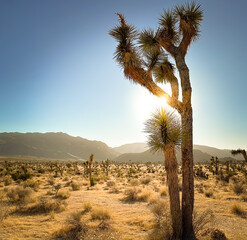 joshua tree national park california