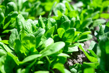 Juicy green baby spinach in an sunny organic garden bed on a farm. Concept of eco-friendly gardening
