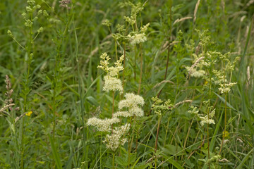  White meadowsweet flowers, selective focus with green bokeh background - Filipendula ulmaria 