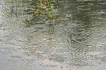  Rain drops creating circles in the water. 