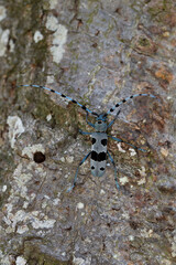  rosalia longicorn (roasila alpina) is a european species