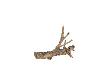Fototapeta premium Dry tree twigs branches isolated on white background with clipping path.