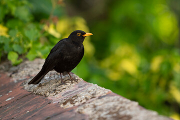 Adult male eurasian blackbird (turdus merula) perching on roof tile