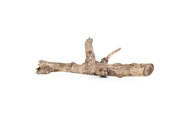 Dry tree twigs branches isolated on white background with clipping path.
