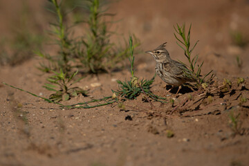 crested lark (Galerida cristata) perching on ground