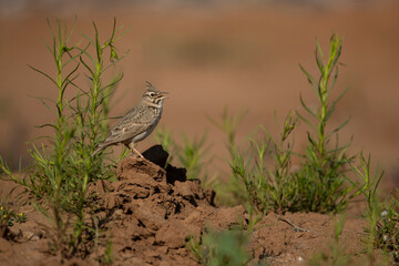 singing male crested lark (Galerida cristata)