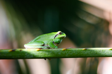 Green tree frog or tree frog on a palm tree close-up