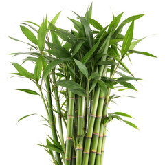 Fototapeta premium Lush Green Bamboo Clusters Against Transparent background, bamboo isolated on Transparent background
