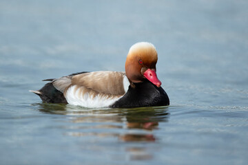 Adult male red-crested pochard (Netta rufina) swimming on Lake Starnberg
