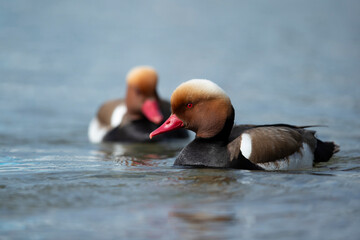 Adult male red-crested pochard (Netta rufina) swimming on Lake Starnberg