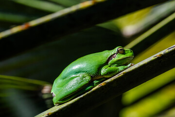 Green tree frog or tree frog on a palm tree close-up